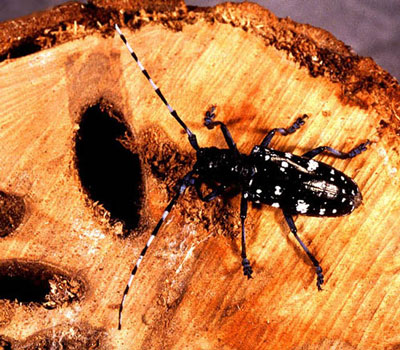 Arbolab soigne les maladies des arbres et contrôle les insectes