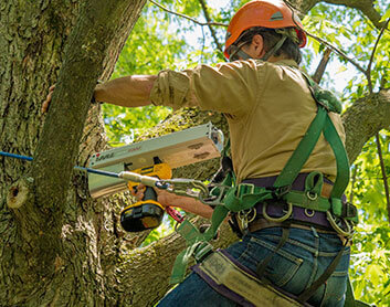 Jacques Leboeuf arboriste utilise un résitographe pour inspecter les arbres